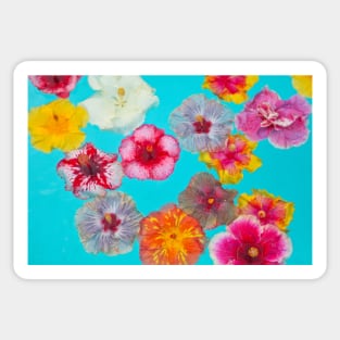 Hibiscus Pool Party Sticker